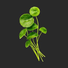 Ina Labs Ingredient
